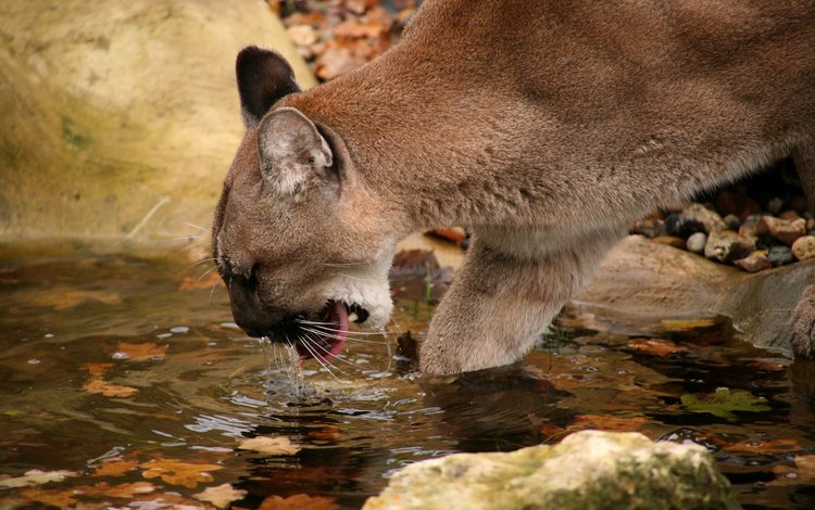 водопой, горный лев, пума.кугуар, drink, mountain lion, puma.cougar