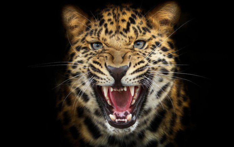 морда, фон, взгляд, леопард, хищник, черный фон, оскал, рычание, face, background, look, leopard, predator, black background, grin, growl