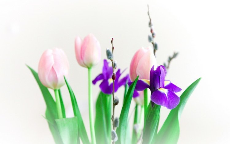 цветы, букет, тюльпаны, ирисы, верба, веточки, flowers, bouquet, tulips, irises, verba, twigs