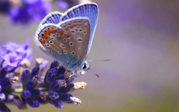 макро, насекомое, цветок, бабочка, крылья, размытость, голубянка, macro, insect, flower, butterfly, wings, blur, blue