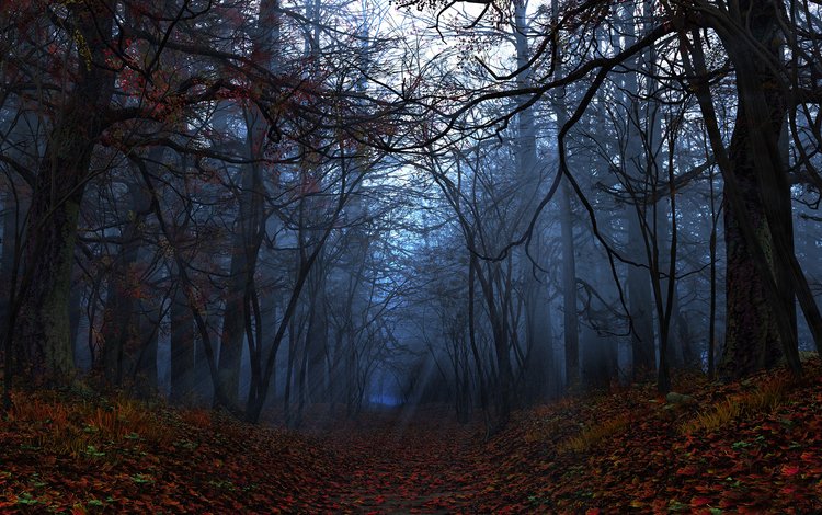 свет, деревья, лес, листья, лучи, осень, light, trees, forest, leaves, rays, autumn
