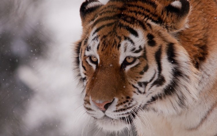 тигр, морда, снег, хищник, tiger, face, snow, predator