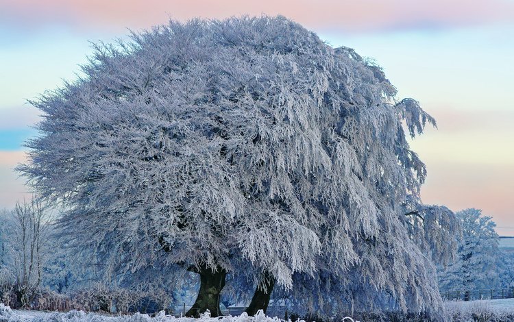 снег, дерево, зима, красота, snow, tree, winter, beauty