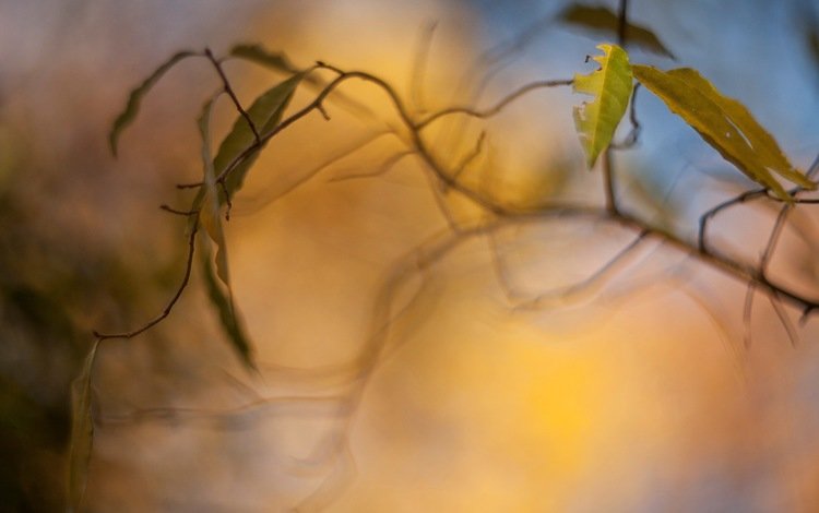 ветка, листья, макро, фон, branch, leaves, macro, background