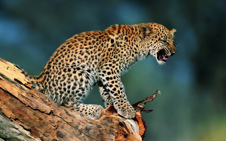 котенок, леопард, детеныш, недовольство, возмущение, kitty, leopard, cub, dissatisfaction, outrage