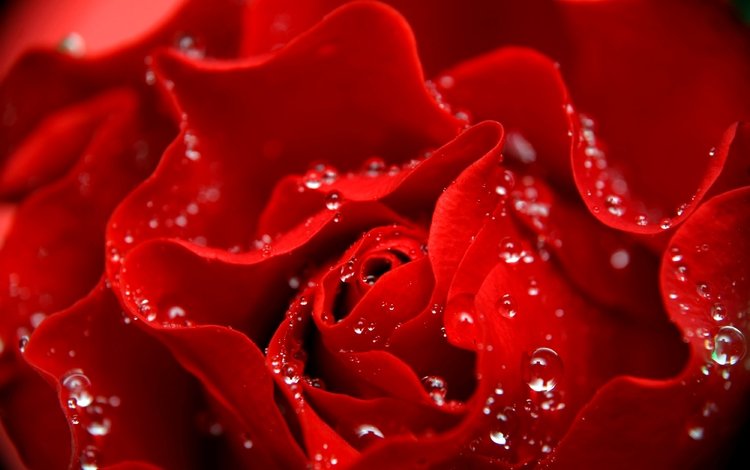 цветок, капли, роза, лепестки, красная, flower, drops, rose, petals, red