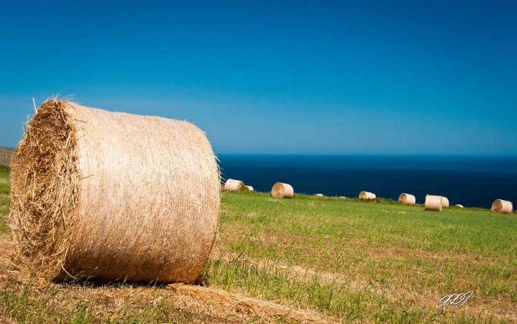 небо, трава, пейзаж, поле, сено, австралия, тюки, рулоны, the sky, grass, landscape, field, hay, australia, bales, rolls