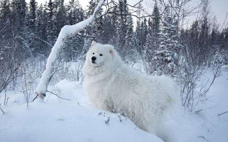 снег, природа, собака, самоед, самоедская собака, snow, nature, dog, samoyed, the samoyed