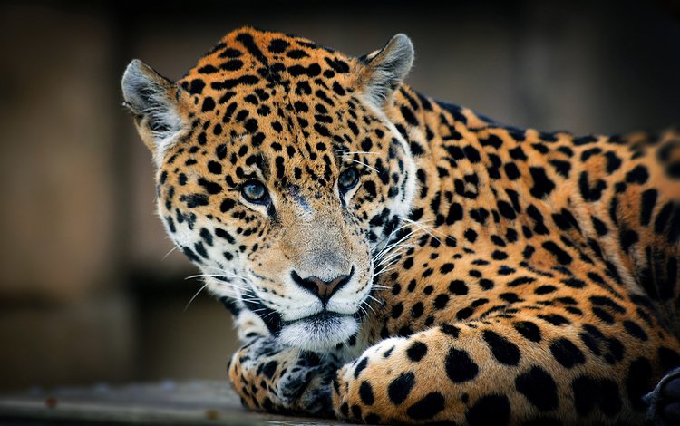 взгляд, леопард, хищник, look, leopard, predator