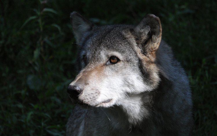 взгляд, серый, хищник, волк, look, grey, predator, wolf