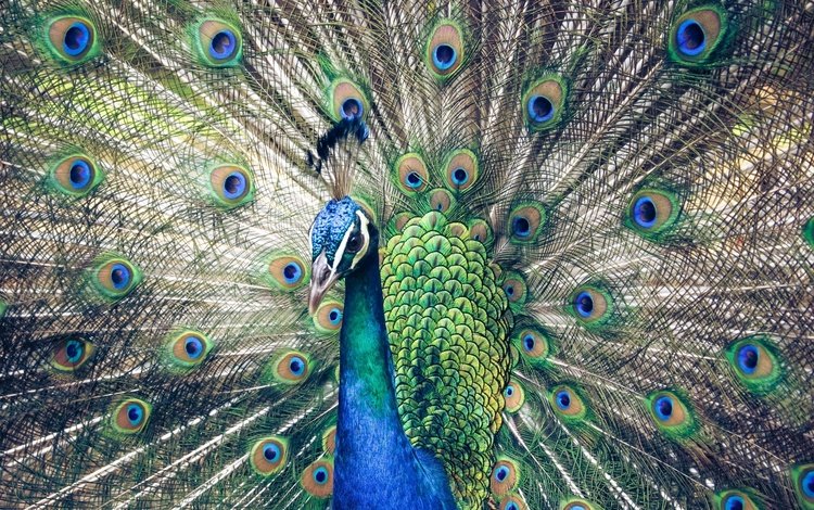 птицы, павлин, перья, хвост, birds, peacock, feathers, tail