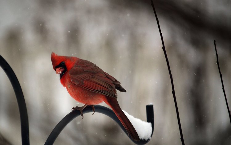 снег, зима, птицы, кардинал, snow, winter, birds, cardinal
