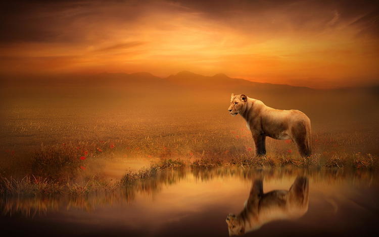 арт, отражение, лев, львица, art, reflection, leo, lioness