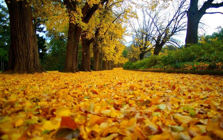 деревья, листья, парк, осень, trees, leaves, park, autumn