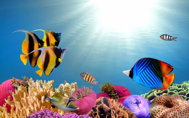море, рыбы, кораллы, подводный мир, sea, fish, corals, underwater world