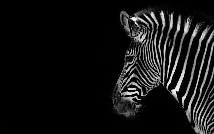 зебра, фон, чёрно-белое, черный, zebra, background, black and white, black