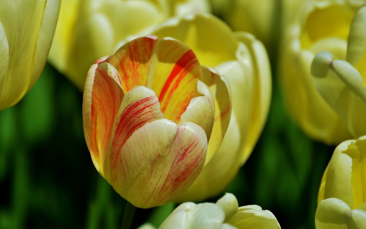цветы, бутоны, лепестки, тюльпаны, желтые, пирода, flowers, buds, petals, tulips, yellow, pirada