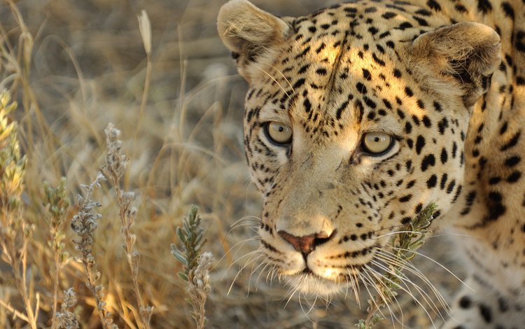 морда, взгляд, леопард, хищник, face, look, leopard, predator