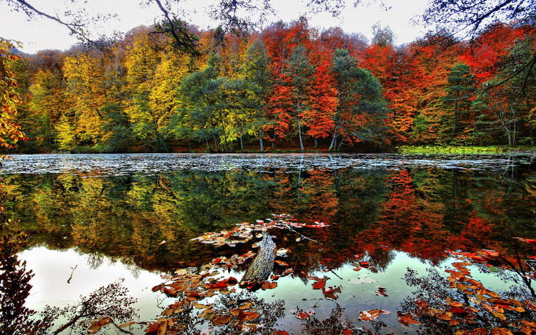 деревья, озеро, лес, отражение, пейзаж, осень, trees, lake, forest, reflection, landscape, autumn