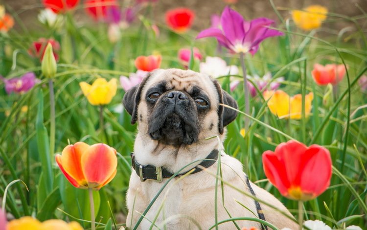 цветы, трава, собака, тюльпаны, мопс, flowers, grass, dog, tulips, pug