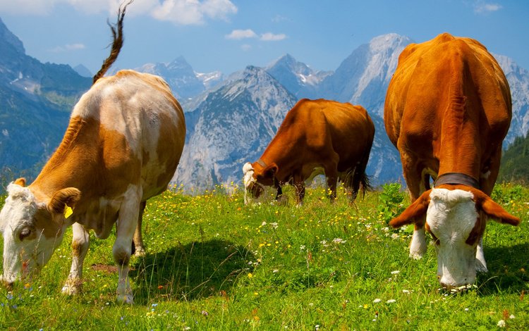 небо, горы, природа, луг, коровы, the sky, mountains, nature, meadow, cows
