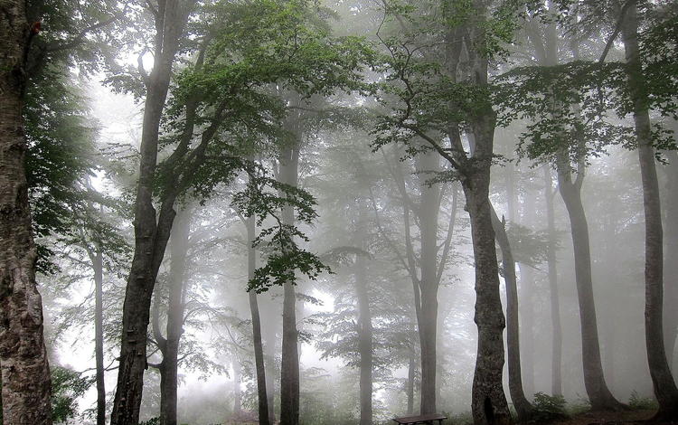 деревья, лес, туман, trees, forest, fog