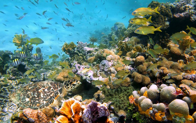 камни, море, рыбки, черепаха, рыбы, кораллы, подводный мир, stones, sea, fish, turtle, corals, underwater world