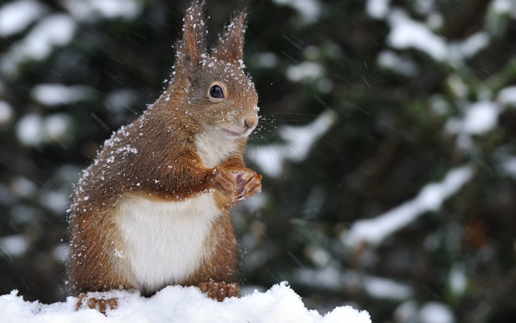 снег, природа, зима, животное, белка, зверек, белочка, грызун, snow, nature, winter, animal, protein, squirrel, rodent