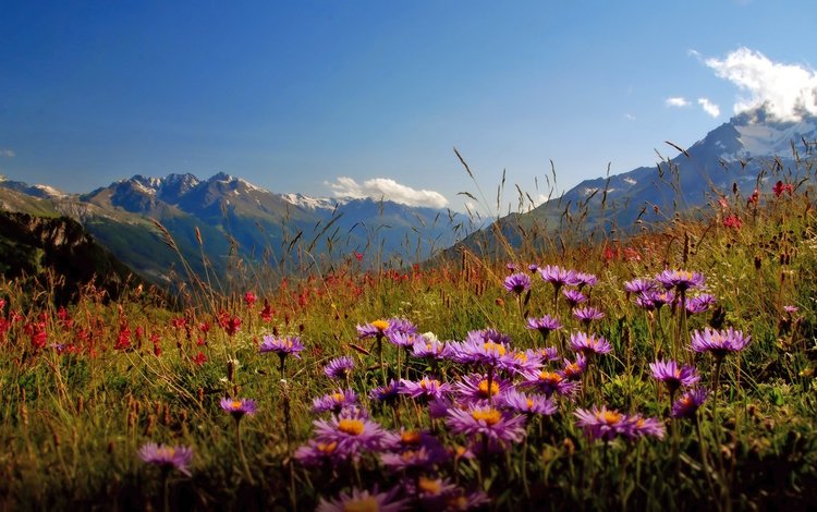 цветы, горы, долина, flowers, mountains, valley