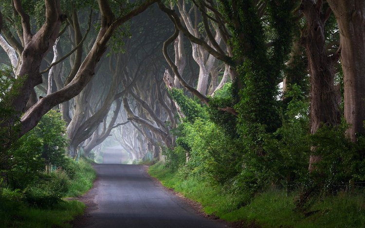 дорога, деревья, природа, стволы, ирландия, road, trees, nature, trunks, ireland