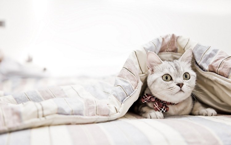 кот, кошка, взгляд, одеяло, cat, look, blanket