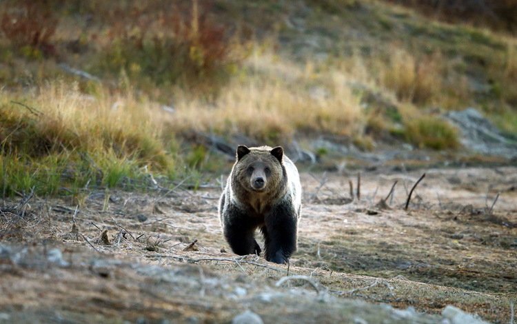 природа, медведь, гризли, grizzly bear, nature, bear, grizzly