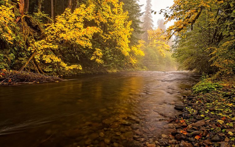деревья, река, пейзаж, осень, trees, river, landscape, autumn