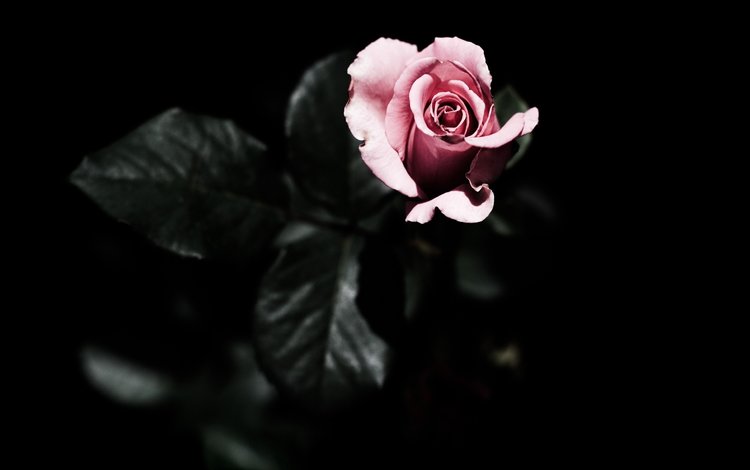 листья, цветок, роза, лепестки, черный фон, розовая, leaves, flower, rose, petals, black background, pink