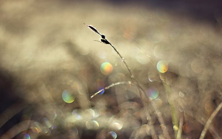 свет, солнце, макро, блики, травинка, light, the sun, macro, glare, a blade of grass