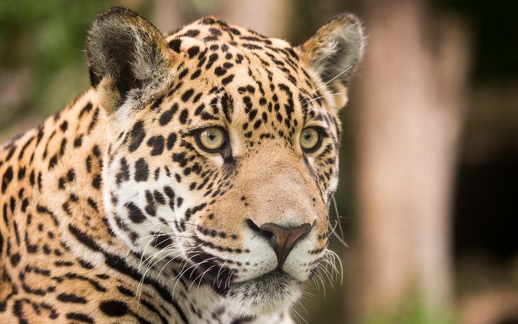 морда, взгляд, хищник, ягуар, face, look, predator, jaguar
