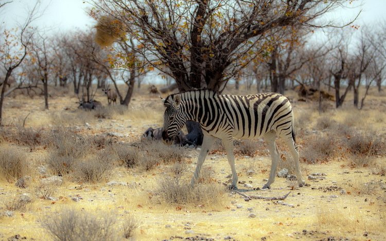 природа, зебра, африка, nature, zebra, africa