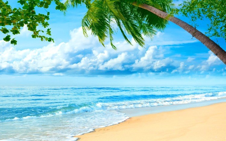 небо, пляж, пальмы, море.берег, the sky, beach, palm trees, sea.shore