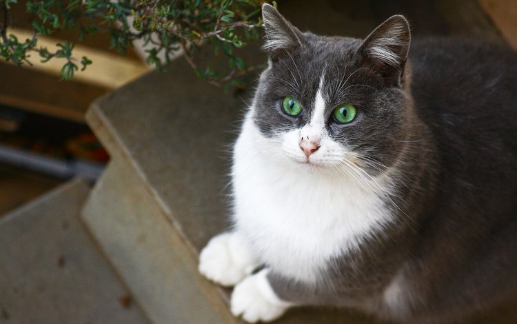 кот, кошка, взгляд, зеленоглазый, cat, look, green-eyed