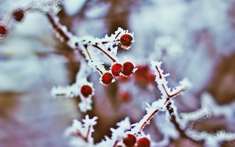 ветка, зима, ягода, иней, плоды, рябина, branch, winter, berry, frost, fruit, rowan