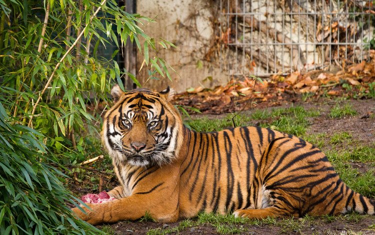 тигр, природа, хищник, суматранский, tiger, nature, predator, sumatran
