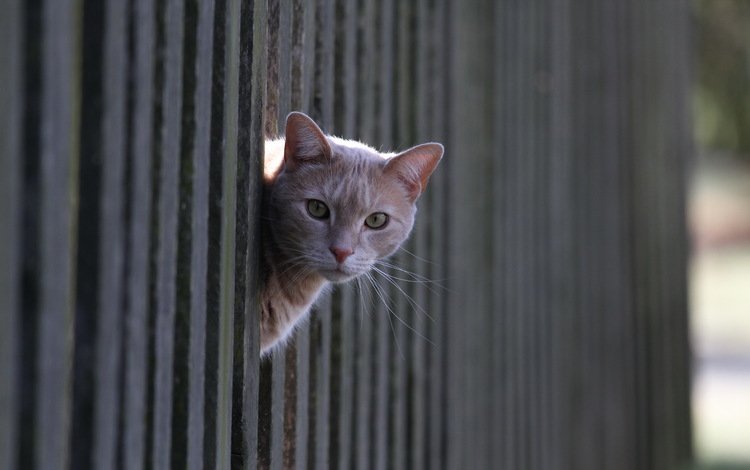 кот, кошка, взгляд, забор, рыжий, cat, look, the fence, red