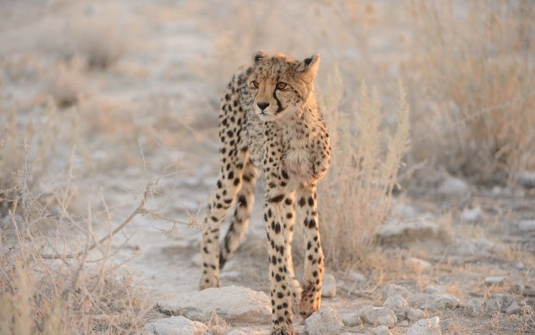 кошка, гепард, детеныш, cat, cheetah, cub