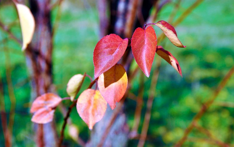 ветка, природа, листья, осень, branch, nature, leaves, autumn