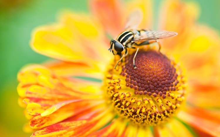 макро, цветок, лепестки, насекомые, пчела, macro, flower, petals, insects, bee