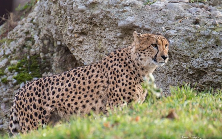 хищник, гепард, дикая кошка, predator, cheetah, wild cat