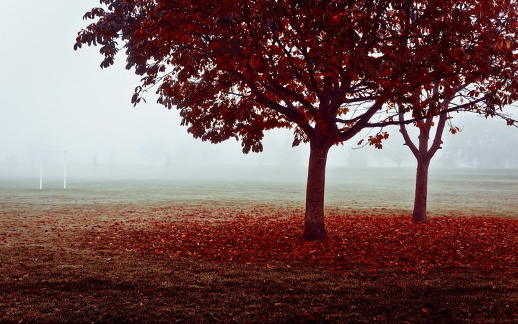 деревья, листья, туман, поле, осень, ворота, trees, leaves, fog, field, autumn, gate