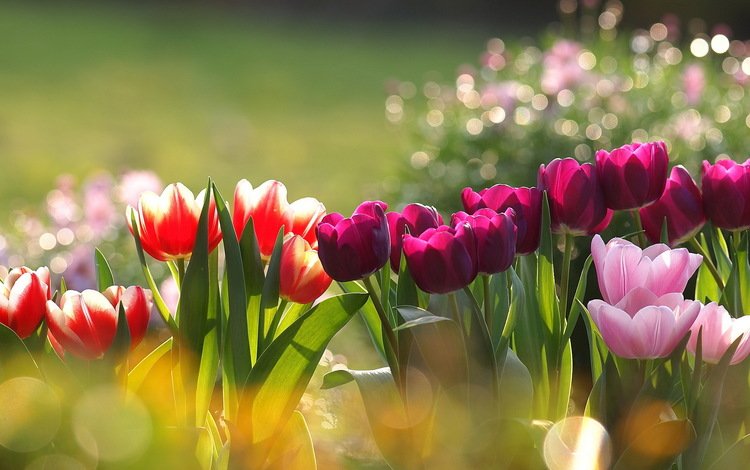 цветы, тюльпаны, разные, flowers, tulips, different