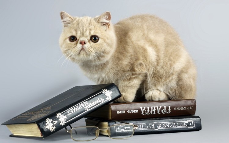 кот, кошка, очки, книги, cat, glasses, books