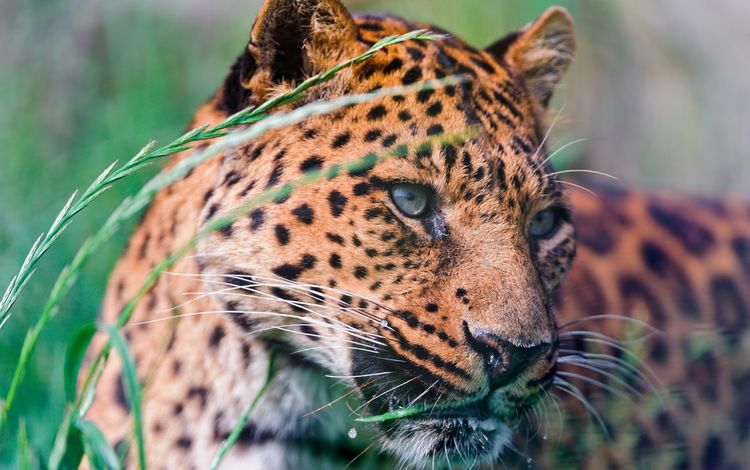 морда, трава, природа, леопард, хищник, face, grass, nature, leopard, predator